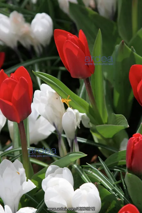 : Netherlands, Keukenhoff, Gardens, tulips : Netherlands, Keukenhoff, Gardens, tulips