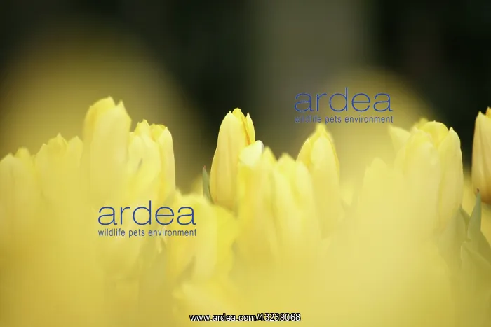 : Netherlands, Keukenhoff Gardens, yellow : Netherlands, Keukenhoff Gardens, yellow