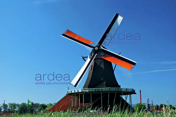 : Netherlands, North Holland, Zaanstad, Zaanse : Netherlands, North Holland, Zaanstad, Zaanse