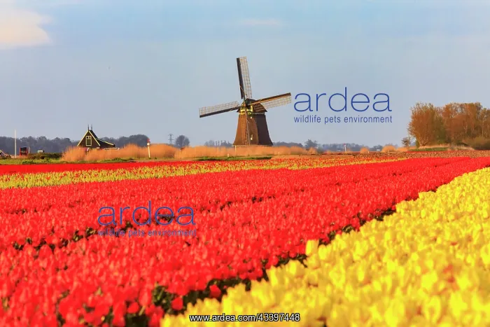 : Netherlands, Noth Holland. Het Zand. Tulip fields : Netherlands, Noth Holland. Het Zand. Tulip fields