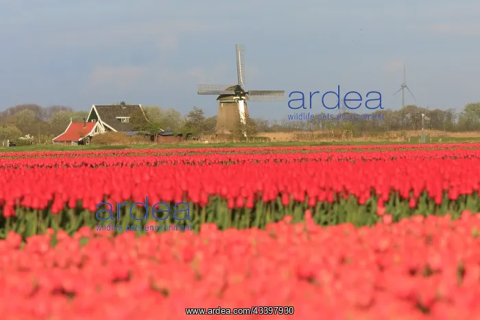 : Netherlands, Noth Holland. Het Zand. Tulip fields : Netherlands, Noth Holland. Het Zand. Tulip fields
