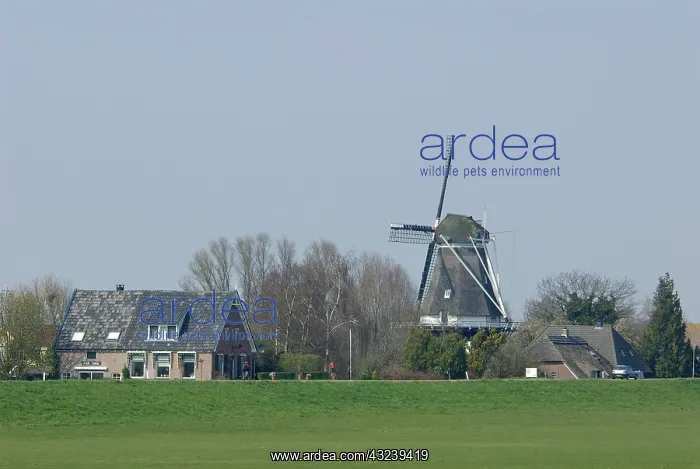 : Netherlands, Overijssel, Zalk, Windmill : Netherlands, Overijssel, Zalk, Windmill