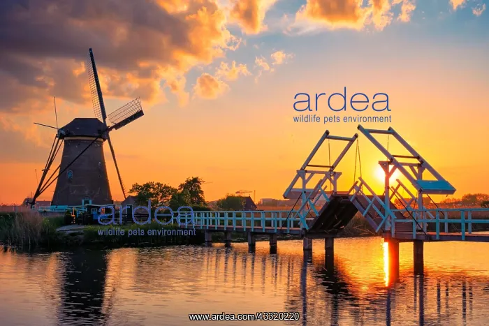 : Netherlands rural landscape with windmills and bridge : Netherlands rural landscape with windmills and bridge