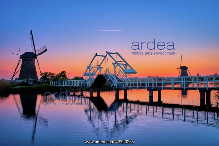: Netherlands rural landscape with windmills and bridge : Netherlands rural landscape with windmills and bridge