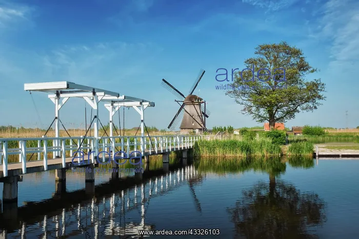 : Netherlands rural landscape with windmills and bridge : Netherlands rural landscape with windmills and bridge