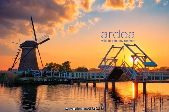 : Netherlands rural landscape with windmills and bridge : Netherlands rural landscape with windmills and bridge