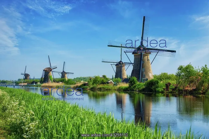 : Netherlands rural landscape with windmills at famous : Netherlands rural landscape with windmills at famous