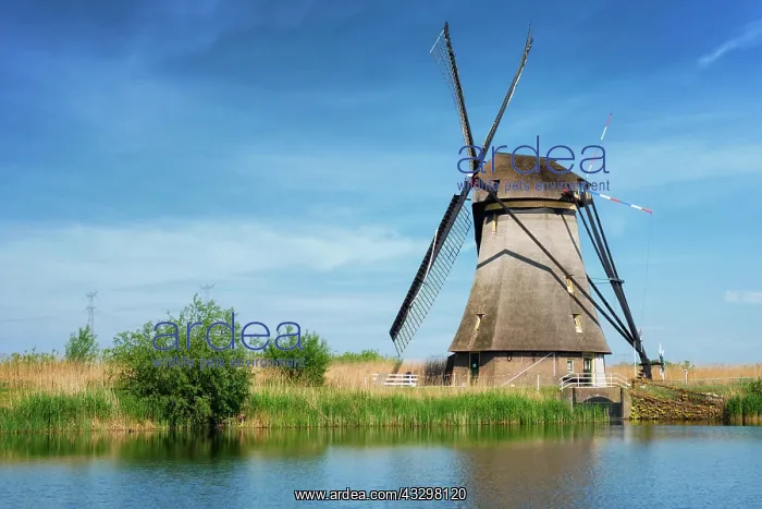 : Netherlands rural landscape with windmills at famous : Netherlands rural landscape with windmills at famous