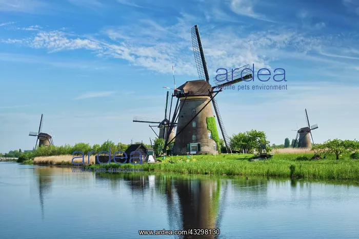 : Netherlands rural landscape with windmills at famous : Netherlands rural landscape with windmills at famous
