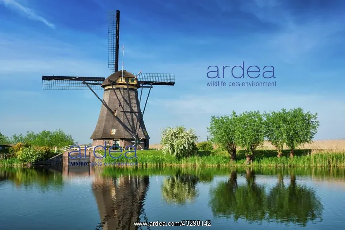 : Netherlands rural landscape with windmills at famous : Netherlands rural landscape with windmills at famous