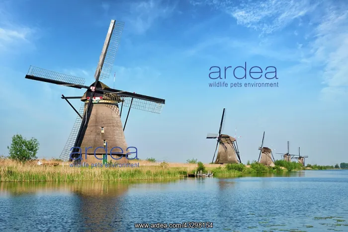 : Netherlands rural landscape with windmills at famous : Netherlands rural landscape with windmills at famous