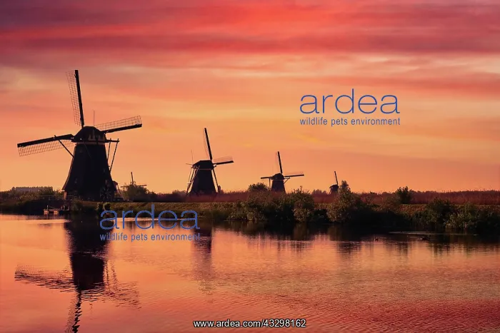 : Netherlands rural landscape with windmills at famous : Netherlands rural landscape with windmills at famous