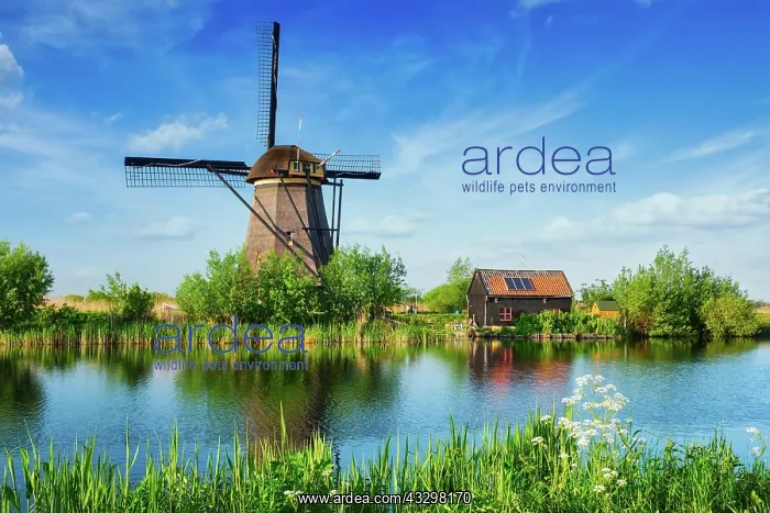 : Netherlands rural landscape with windmills at famous : Netherlands rural landscape with windmills at famous
