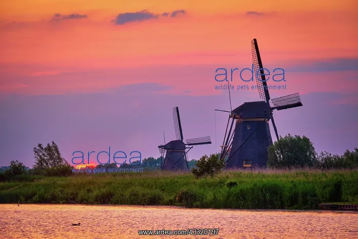 : Netherlands rural landscape with windmills at famous : Netherlands rural landscape with windmills at famous