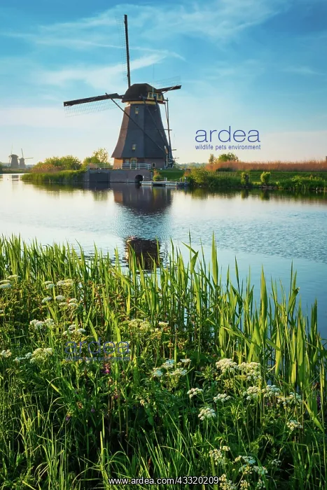 : Netherlands rural landscape with windmills at famous : Netherlands rural landscape with windmills at famous