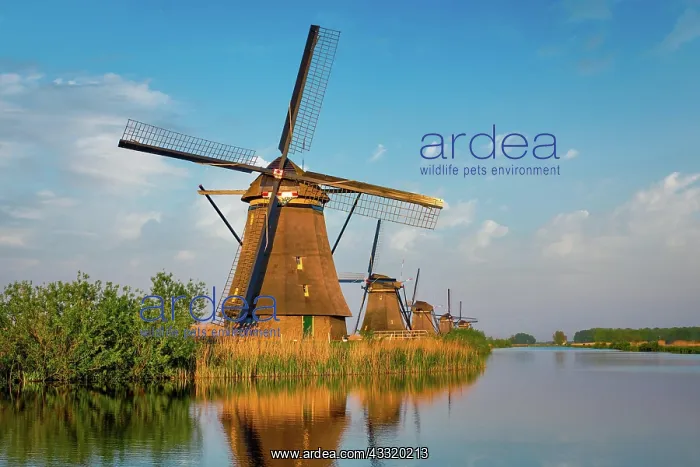 : Netherlands rural landscape with windmills at famous : Netherlands rural landscape with windmills at famous