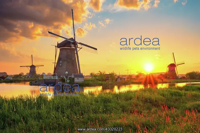 : Netherlands rural landscape with windmills at famous : Netherlands rural landscape with windmills at famous