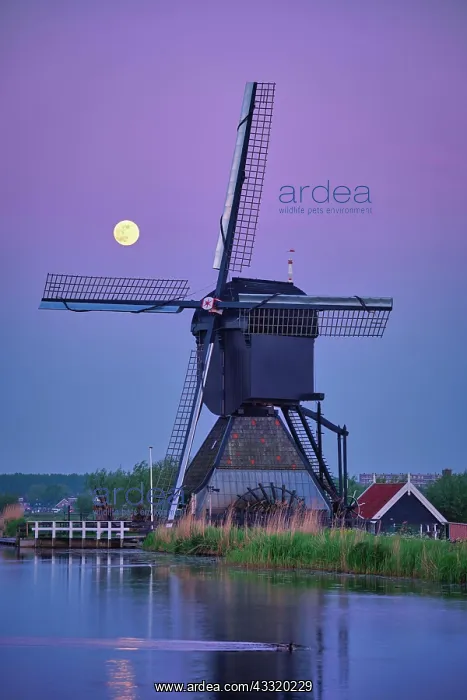  : Netherlands rural landscape with windmills at famous