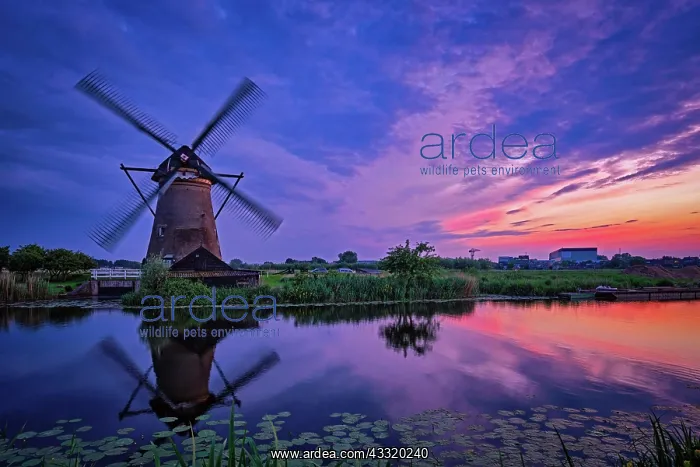 : Netherlands rural landscape with windmills at famous : Netherlands rural landscape with windmills at famous