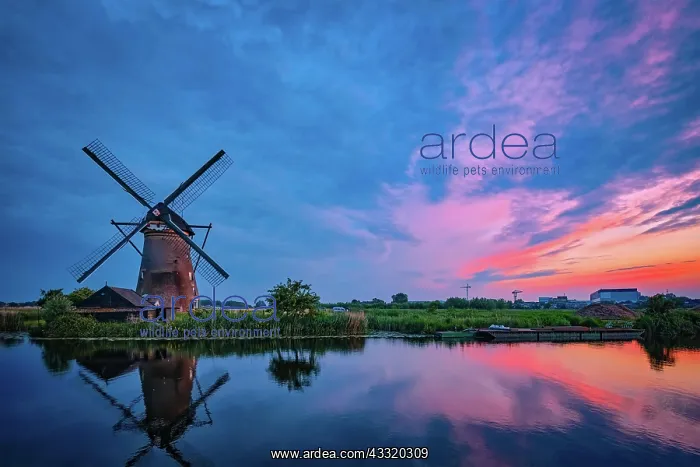 : Netherlands rural landscape with windmills at famous : Netherlands rural landscape with windmills at famous