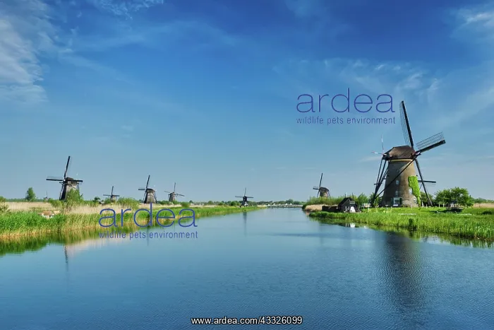 : Netherlands rural landscape with windmills at famous : Netherlands rural landscape with windmills at famous