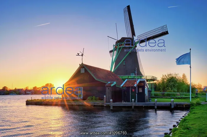 : Netherlands rural lanscape Windmills at famous t : Netherlands rural lanscape Windmills at famous t