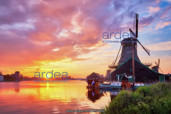 : Netherlands rural scene, - windmills at famous t : Netherlands rural scene, - windmills at famous t