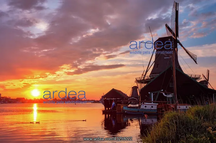 : Netherlands rural scene, - windmills at famous tourist : Netherlands rural scene, - windmills at famous tourist