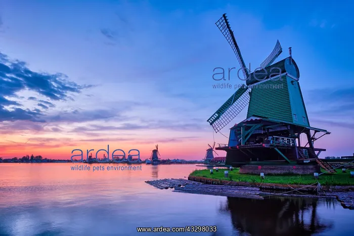 : Netherlands rural scene, windmills at famous tourist : Netherlands rural scene, windmills at famous tourist