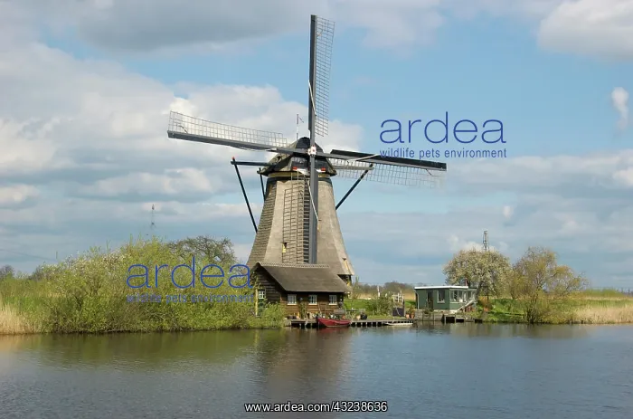 : Netherlands, South Holland, Kinderdijk : Netherlands, South Holland, Kinderdijk