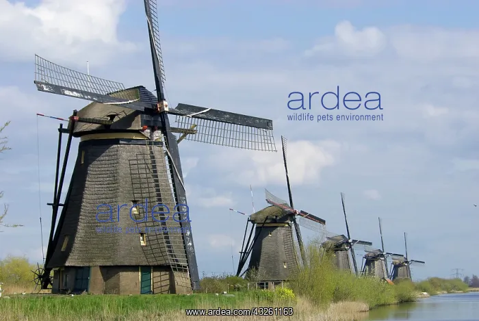 : Netherlands, South Holland, Kinderdijk : Netherlands, South Holland, Kinderdijk