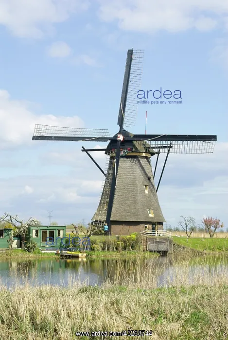 : Netherlands, South Holland, Kinderdijk : Netherlands, South Holland, Kinderdijk