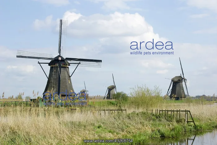 : Netherlands, South Holland, Kinderdijk : Netherlands, South Holland, Kinderdijk