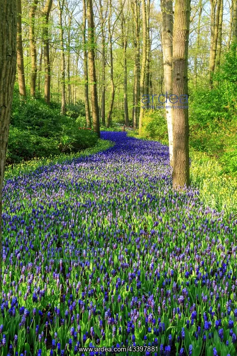  : Netherlands, Zuid Holland, Lisse. Muscari armeniacum
