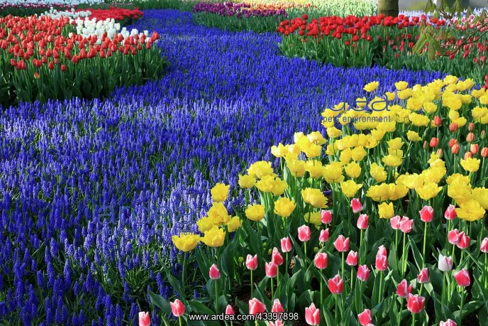 : Netherlands, Zuid Holland, Lisse. Tulips. Hyacinths : Netherlands, Zuid Holland, Lisse. Tulips. Hyacinths