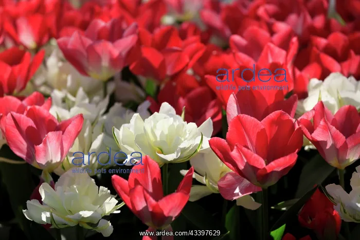 : Netherlands, Zuid Holland, Lisse. Tulips : Netherlands, Zuid Holland, Lisse. Tulips