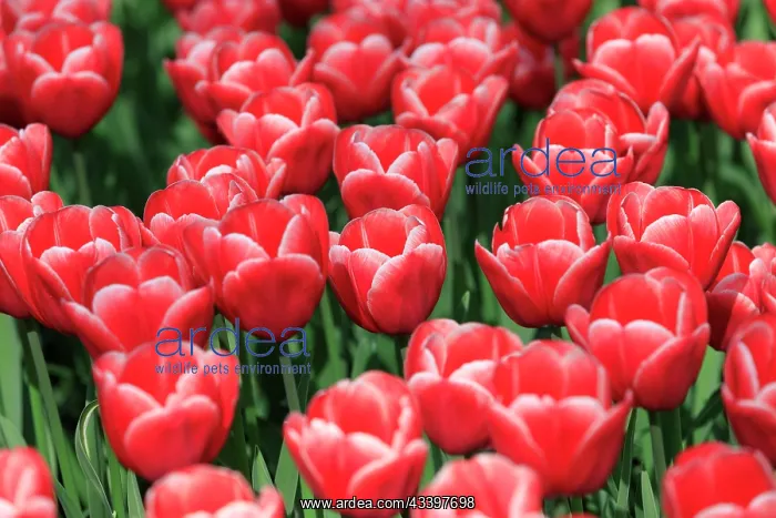 : Netherlands, Zuid Holland, Lisse. Tulips : Netherlands, Zuid Holland, Lisse. Tulips