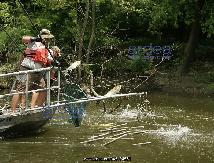 : Netting Alien Carp : Netting Alien Carp
