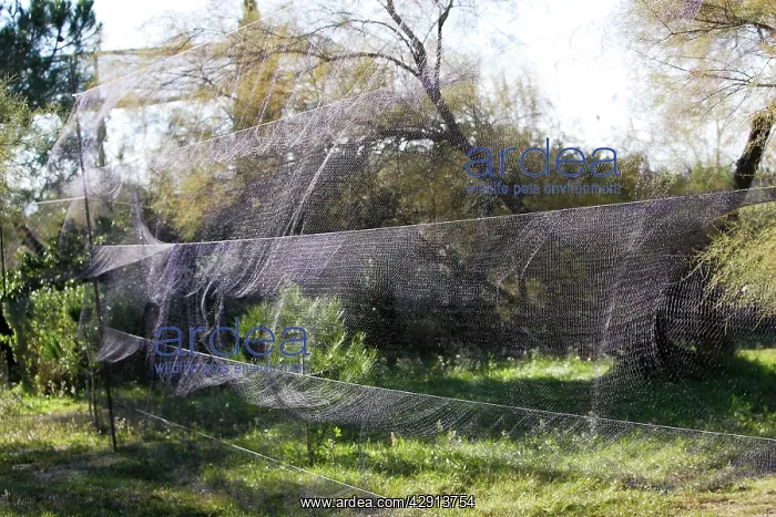  : Netting - to capture birds