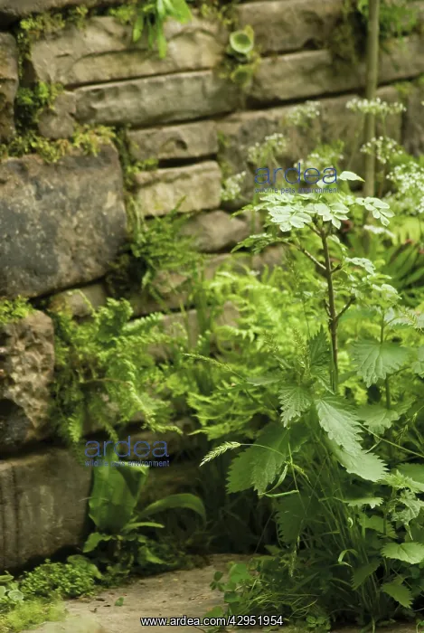 : Nettle, Urtica dioica : Nettle, Urtica dioica