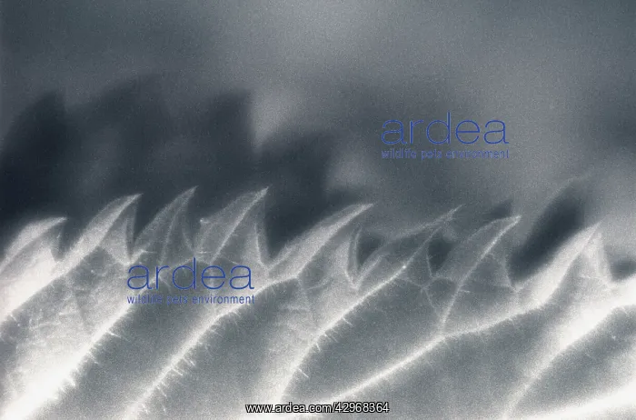: Nettle, Urtica dioica : Nettle, Urtica dioica