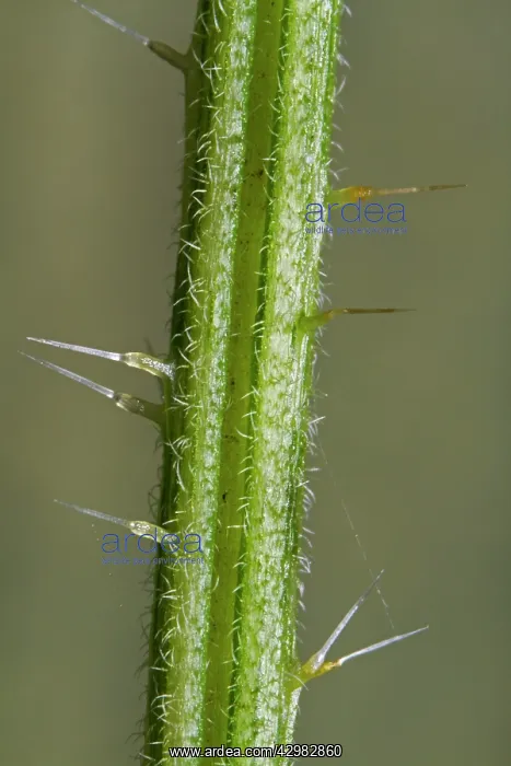  : Nettle (Urtica). stinging needles