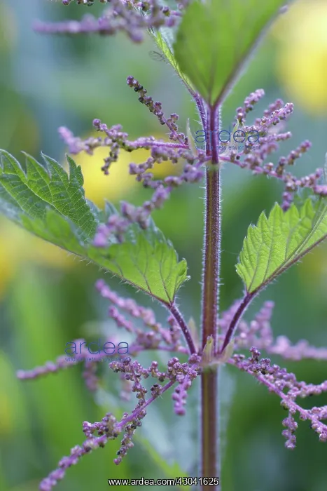 : Nettle, Urtica dioica : Nettle, Urtica dioica