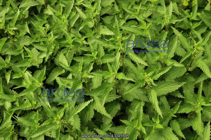 : Nettle, Urtica dioica : Nettle, Urtica dioica
