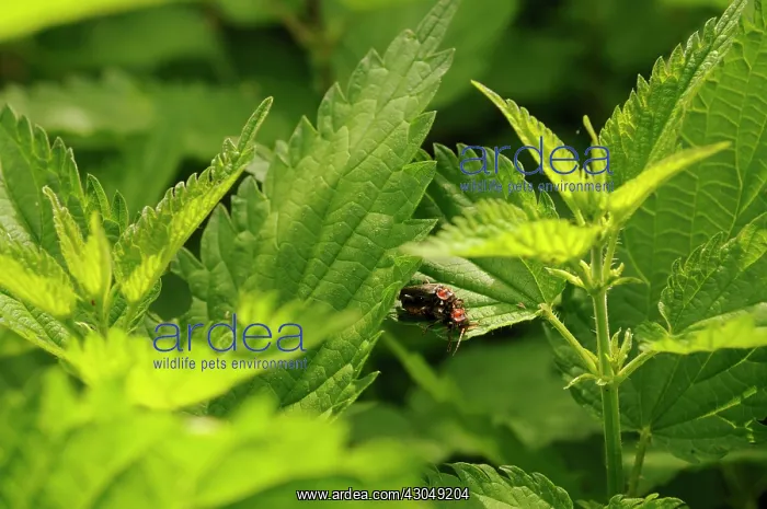 : Nettle, Urtica dioica : Nettle, Urtica dioica