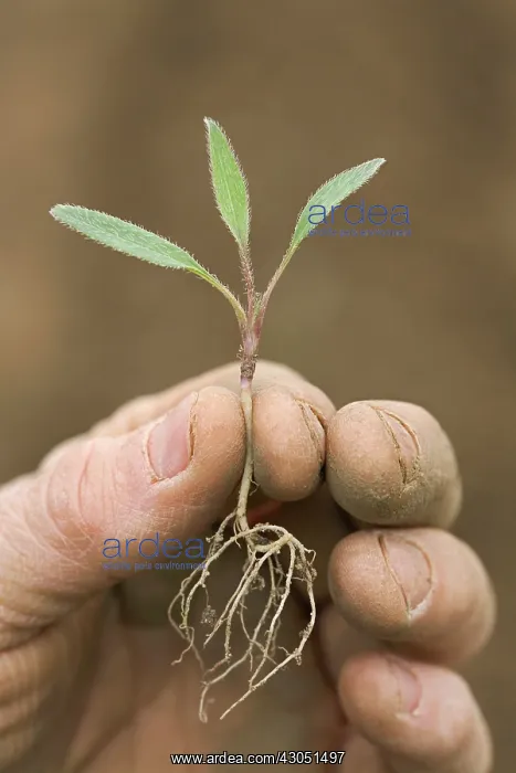 : Nettle, Urtica dioica : Nettle, Urtica dioica