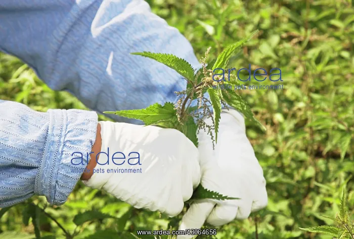: Nettle, Urtica dioica : Nettle, Urtica dioica