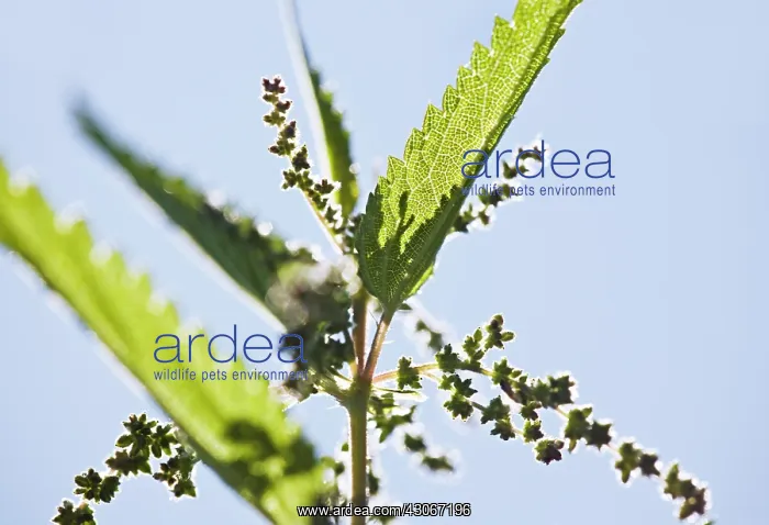  : Nettle, Urtica dioica