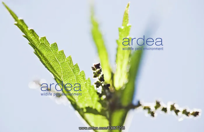 : Nettle, Urtica dioica : Nettle, Urtica dioica
