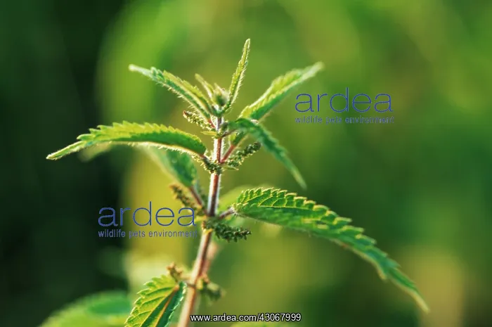 : Nettle, Urtica dioica : Nettle, Urtica dioica